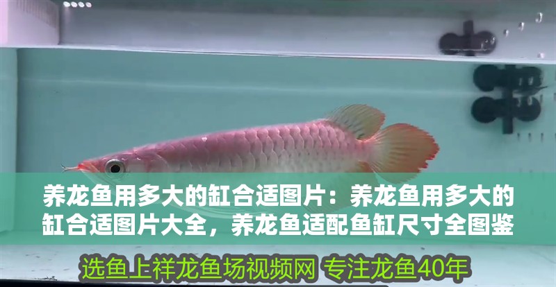 養龍魚用多大的缸合適圖片：養龍魚用多大的缸合適圖片大全，養龍魚適配魚缸尺寸全圖鑒，科學選缸指南