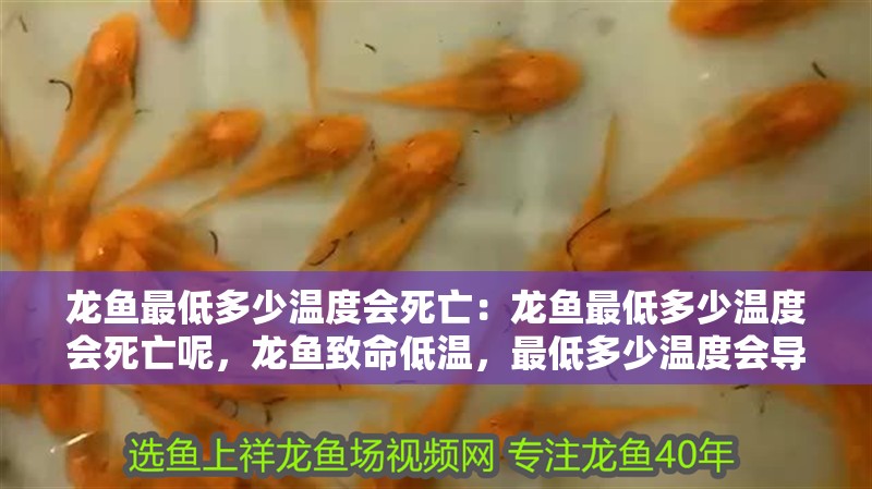 龍魚(yú)最低多少溫度會(huì)死亡：龍魚(yú)最低多少溫度會(huì)死亡呢，龍魚(yú)致命低溫，最低多少溫度會(huì)導(dǎo)致 龍魚(yú)最低多少溫度會(huì)死亡：龍魚(yú)最低多少溫度會(huì)死亡呢，龍魚(yú)致命低溫，最低多少溫度會(huì)導(dǎo)致 水族問(wèn)答