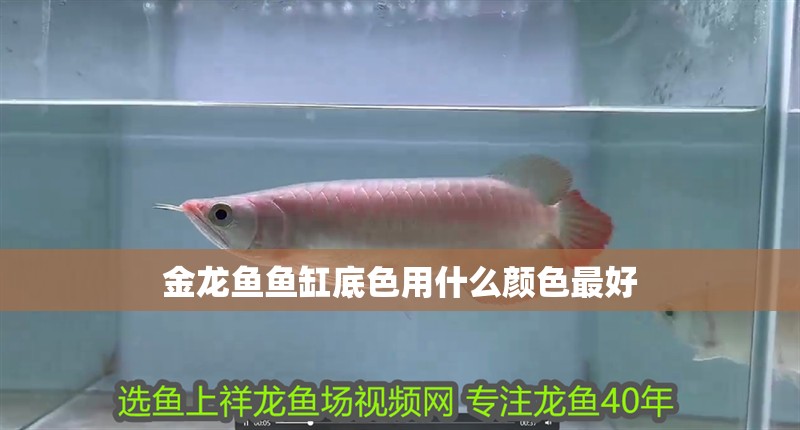 金龍魚魚缸底色用什么顏色最好