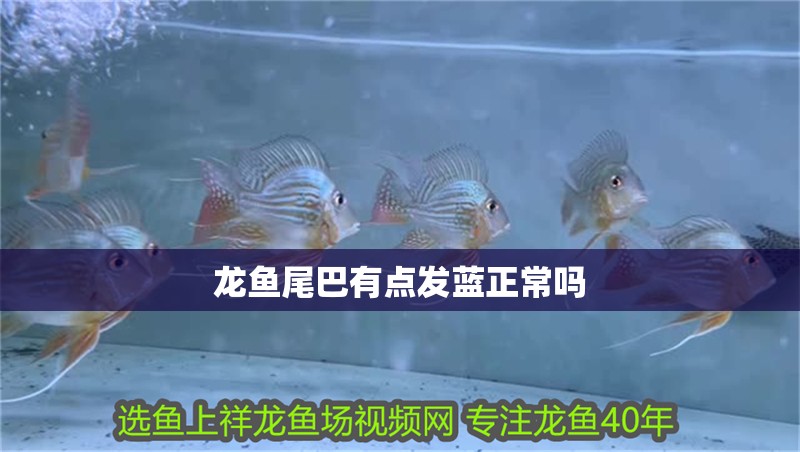 龍魚尾巴有點發藍正常嗎