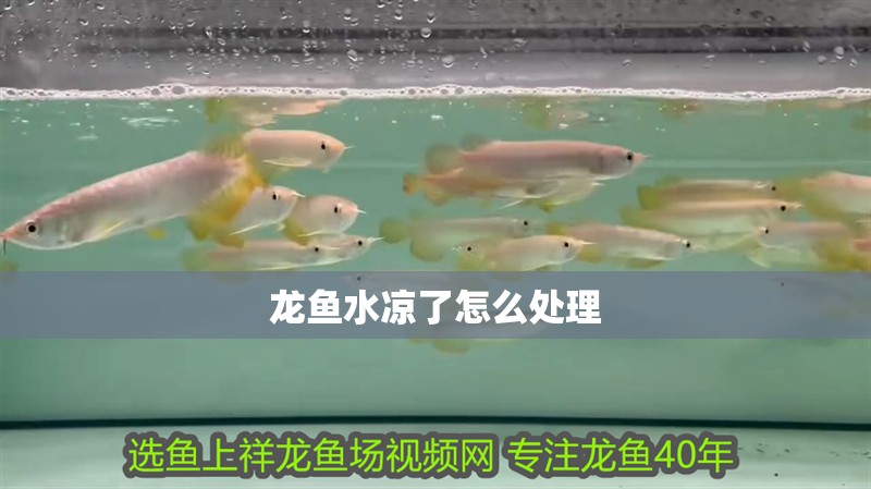 龍魚水涼了怎么處理