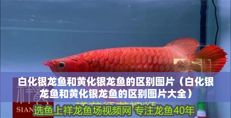 白化銀龍魚和黃化銀龍魚的區別圖片（白化銀龍魚和黃化銀龍魚的區別圖片大全）