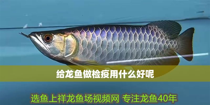 給龍魚做檢疫用什么好呢