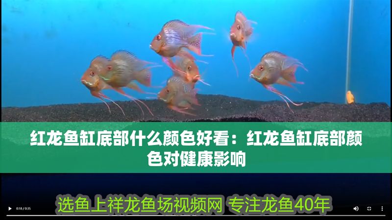 紅龍魚缸底部什么顏色好看：紅龍魚缸底部顏色對健康影響 紅龍魚缸底部什么顏色好看：紅龍魚缸底部顏色對健康影響 紅龍魚百科 第1張