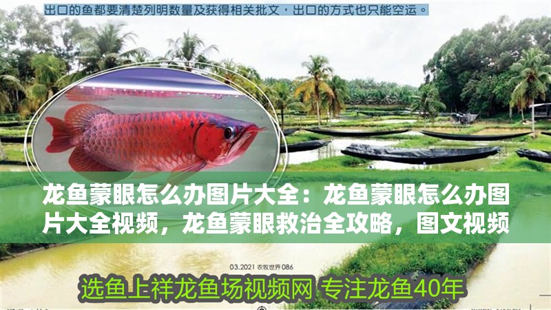 龍魚蒙眼怎么辦圖片大全：龍魚蒙眼怎么辦圖片大全視頻，龍魚蒙眼救治全攻略，圖文視頻詳解應對方法