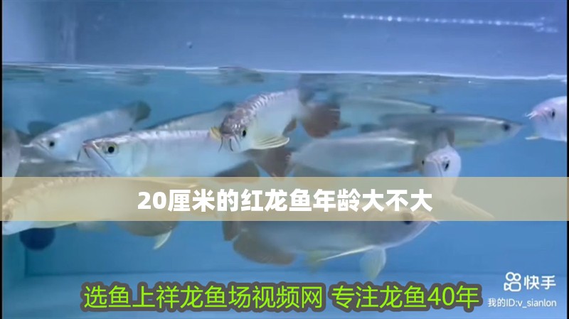 20厘米的紅龍魚年齡大不大