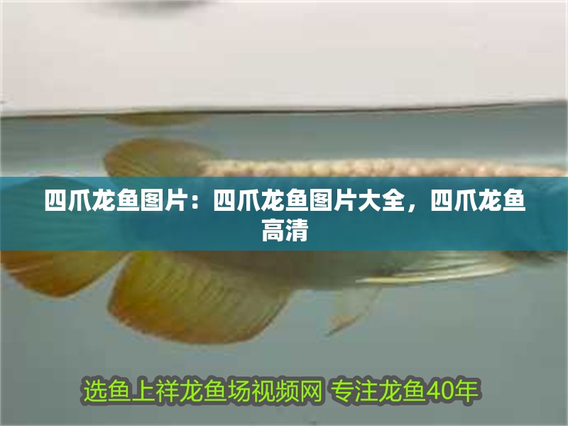 四爪龍魚圖片：四爪龍魚圖片大全，四爪龍魚高清