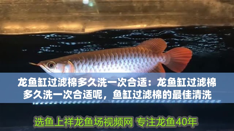 龍魚缸過濾棉多久洗一次合適：龍魚缸過濾棉多久洗一次合適呢，魚缸過濾棉的最佳清洗