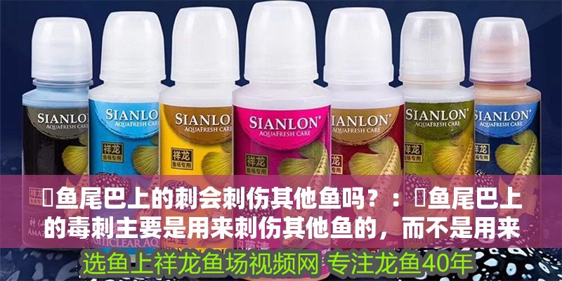 魟魚尾巴上的刺會刺傷其他魚嗎?:魟魚尾巴上的毒刺主要是用來刺傷其他魚的,而不是用來刺傷其他魚的 魟魚百科 第2張 魟魚尾巴上的刺會刺傷其他魚嗎?:魟魚尾巴上的毒刺主要是用來刺傷其他魚的,而不是用來刺傷其他魚的 魟魚尾巴上的刺會刺傷其他魚嗎?:魟魚尾巴上的毒刺主要是用來刺傷其他魚的,而不是用來刺傷其他魚的 魟魚百科 第2張