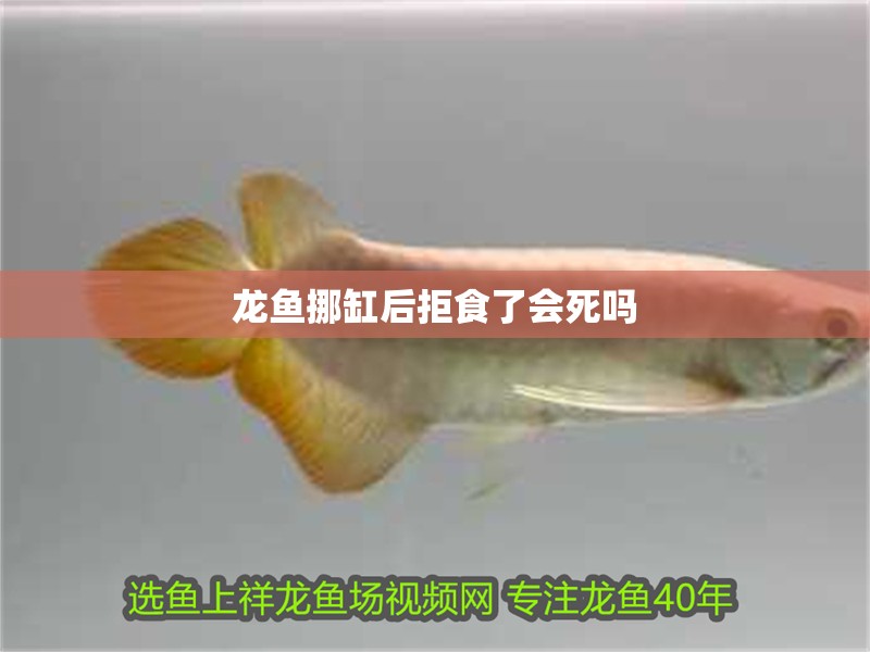 龍魚(yú)挪缸后拒食了會(huì)死嗎