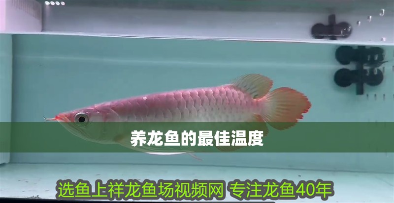 養(yǎng)龍魚的最佳溫度 養(yǎng)龍魚的最佳溫度 龍魚百科 第4張