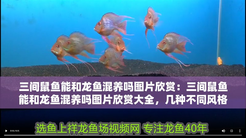 三間鼠魚能和龍魚混養嗎圖片欣賞:三間鼠魚能和龍魚混養嗎圖片欣賞大全,幾種不同風格的標題供你參考,,驚艷!三間鼠魚與龍魚混養圖片大全欣賞,探秘,三間鼠魚能否和龍魚混養?高清圖片大賞,聚焦混養之美,三間鼠魚、龍魚混 水族問答 三間鼠魚能和龍魚混養嗎圖片欣賞:三間鼠魚能和龍魚混養嗎圖片欣賞大全,幾種不同風格的標題供你參考,,驚艷!三間鼠魚與龍魚混養圖片大全欣賞,探秘,三間鼠魚能否和龍魚混養?高清圖片大賞,聚焦混養之美,三間鼠魚、龍魚混 三間鼠魚能和龍魚混養嗎圖片欣賞:三間鼠魚能和龍魚混養嗎圖片欣賞大全,幾種不同風格的標題供你參考,,驚艷!三間鼠魚與龍魚混養圖片大全欣賞,探秘,三間鼠魚能否和龍魚混養?高清圖片大賞,聚焦混養之美,三間鼠魚、龍魚混 水族問答