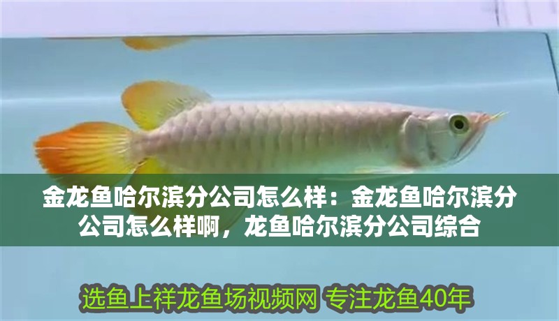 金龍魚哈爾濱分公司怎么樣：金龍魚哈爾濱分公司怎么樣啊，龍魚哈爾濱分公司綜合 金龍魚哈爾濱分公司怎么樣：金龍魚哈爾濱分公司怎么樣啊，龍魚哈爾濱分公司綜合 水族問答