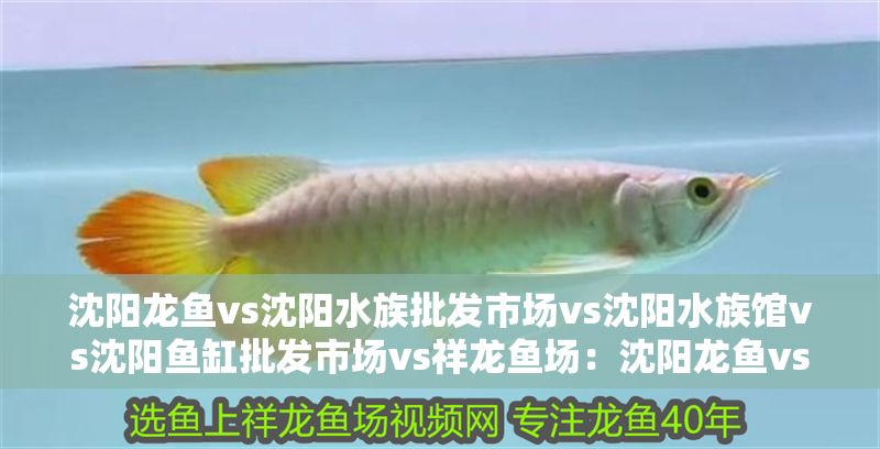 沈陽龍魚vs沈陽水族批發市場vs沈陽水族館vs沈陽魚缸批發市場vs祥龍魚場：沈陽龍魚vs沈陽水族批發市場