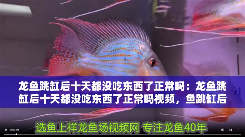 龍魚跳缸后十天都沒吃東西了正常嗎:龍魚跳缸后十天都沒吃東西了正常嗎視頻,魚跳缸后十天未進食是否正常? 水族問答 龍魚跳缸后十天都沒吃東西了正常嗎:龍魚跳缸后十天都沒吃東西了正常嗎視頻,魚跳缸后十天未進食是否正常? 龍魚跳缸后十天都沒吃東西了正常嗎:龍魚跳缸后十天都沒吃東西了正常嗎視頻,魚跳缸后十天未進食是否正常? 水族問答
