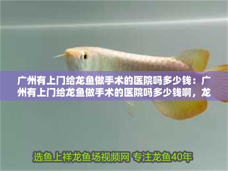 廣州有上門給龍魚做手術的醫院嗎多少錢：廣州有上門給龍魚做手術的醫院嗎多少錢啊，龍魚上門手術服務