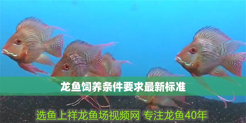 龍魚飼養條件要求最新標準 龍魚飼養條件要求最新標準 龍魚百科 第2張