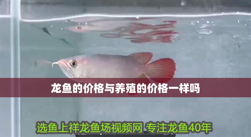 龍魚的價格與養殖的價格一樣嗎