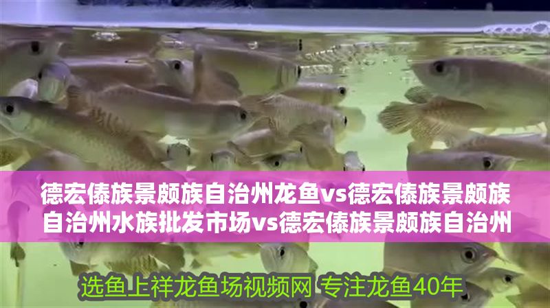 德宏傣族景頗族自治州龍魚vs德宏傣族景頗族自治州水族批發(fā)市場vs德宏傣族景頗族自治州水族館vs德宏傣族景頗族自治州魚缸批發(fā)市場vs祥龍魚場：德宏傣族景頗族自治州水族養(yǎng)殖與交易