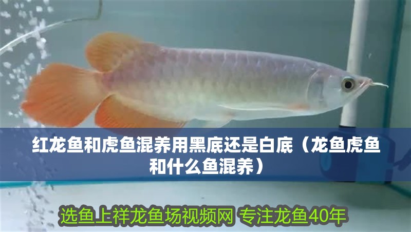 紅龍魚和虎魚混養用黑底還是白底（龍魚虎魚和什么魚混養） 紅龍魚和虎魚混養用黑底還是白底（龍魚虎魚和什么魚混養） 虎魚百科