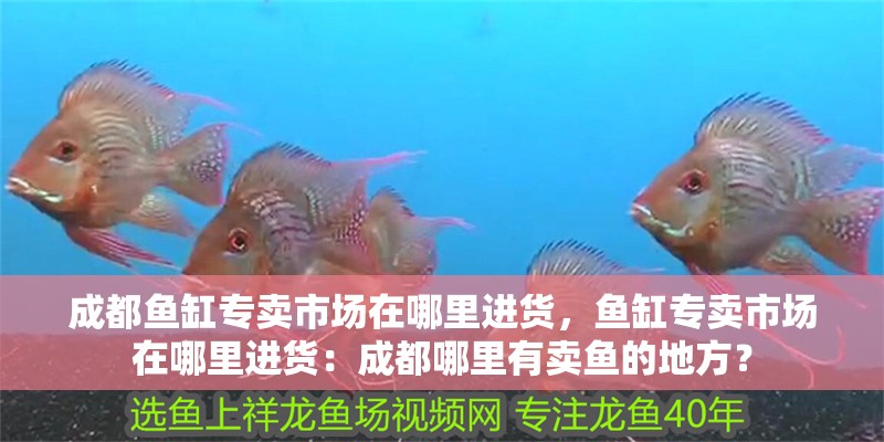 成都魚缸專賣市場在哪里進貨，魚缸專賣市場在哪里進貨：成都哪里有賣魚的地方？
