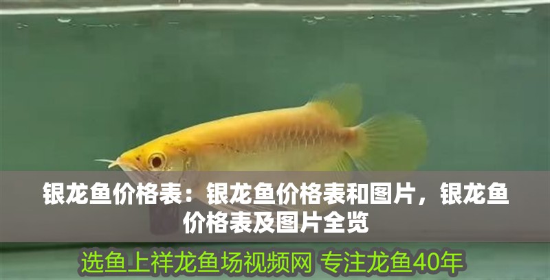 銀龍魚價格表：銀龍魚價格表和圖片，銀龍魚價格表及圖片全覽