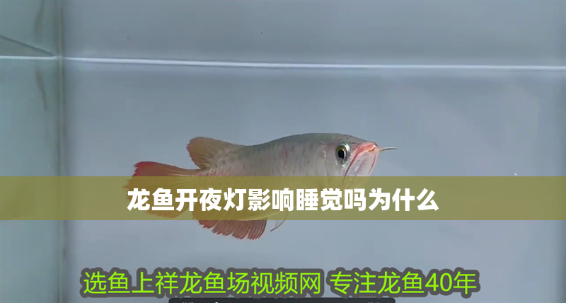 龍魚開夜燈影響睡覺嗎為什么