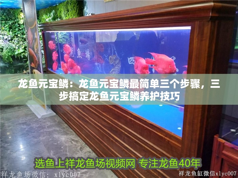 龍魚元寶鱗：龍魚元寶鱗最簡單三個步驟，三步搞定龍魚元寶鱗養護技巧 龍魚元寶鱗：龍魚元寶鱗最簡單三個步驟，三步搞定龍魚元寶鱗養護技巧 水族問答