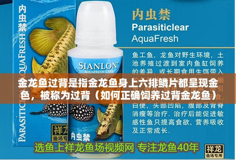 金龍魚過背是指金龍魚身上六排鱗片都呈現(xiàn)金色，被稱為過背（如何正確飼養(yǎng)過背金龍魚）