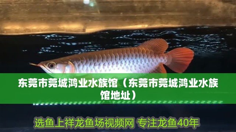 東莞市莞城鴻業(yè)水族館（東莞市莞城鴻業(yè)水族館地址） 東莞市莞城鴻業(yè)水族館（東莞市莞城鴻業(yè)水族館地址） 全國水族館企業(yè)名錄 第2張