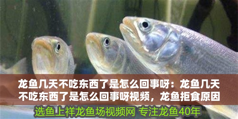 龍魚幾天不吃東西了是怎么回事呀：龍魚幾天不吃東西了是怎么回事呀視頻，龍魚拒食原因解析，多日不進食怎么辦？
