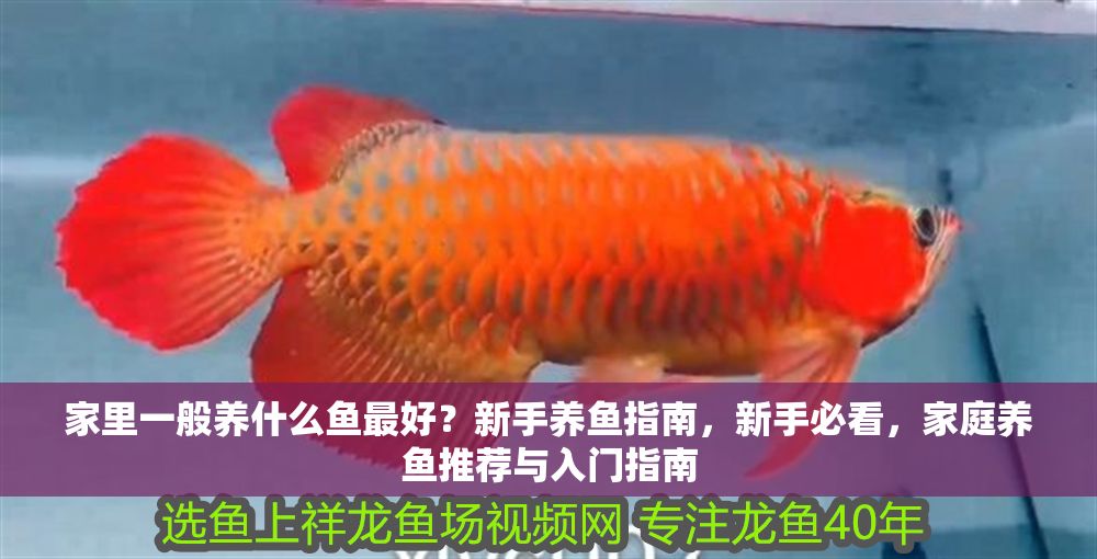 家里一般養什么魚最好？新手養魚指南，新手必看，家庭養魚推薦與入門指南