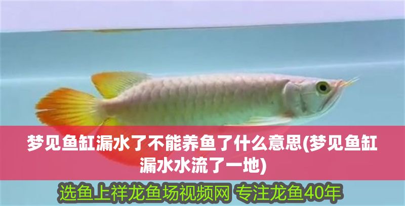 夢見魚缸漏水了不能養(yǎng)魚了什么意思(夢見魚缸漏水水流了一地)