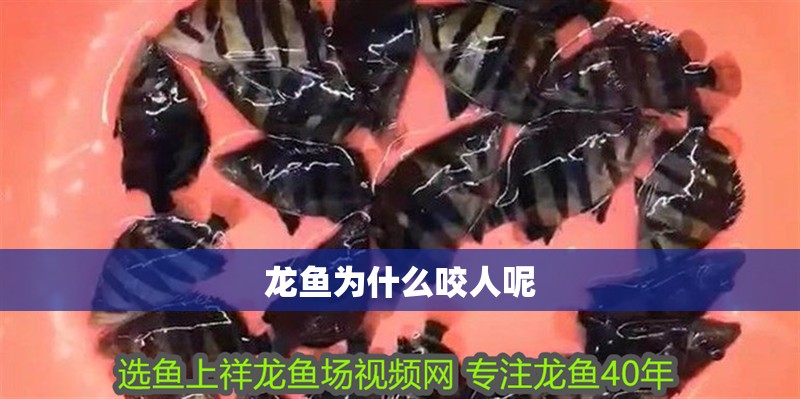 龍魚為什么咬人呢 龍魚為什么咬人呢 龍魚百科 第2張