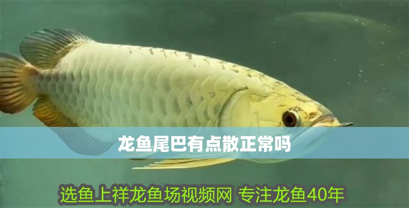 龍魚尾巴有點(diǎn)散正常嗎 龍魚尾巴有點(diǎn)散正常嗎 龍魚百科 第2張