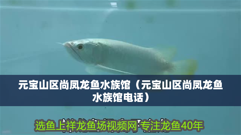 元寶山區尚鳳龍魚水族館（元寶山區尚鳳龍魚水族館電話） 元寶山區尚鳳龍魚水族館（元寶山區尚鳳龍魚水族館電話） 全國水族館企業名錄 第2張