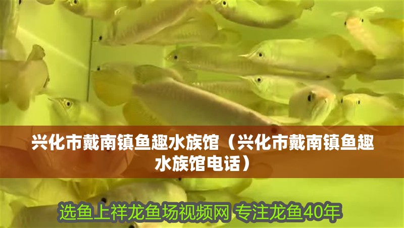 興化市戴南鎮(zhèn)魚趣水族館（興化市戴南鎮(zhèn)魚趣水族館電話）