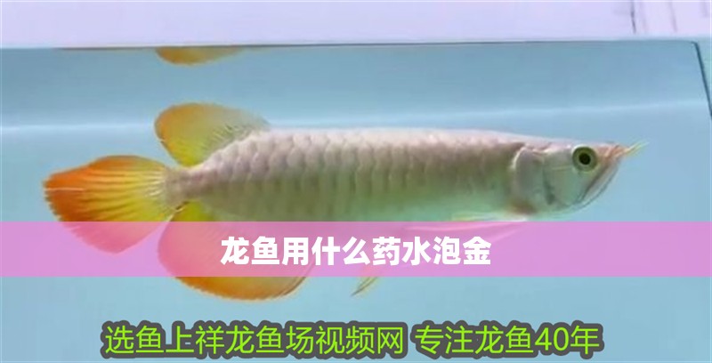 龍魚用什么藥水泡金 龍魚用什么藥水泡金 龍魚百科 第2張