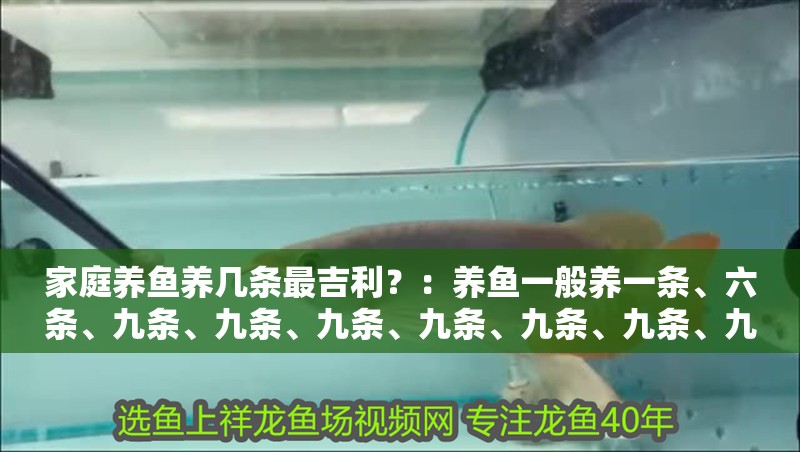 家庭養魚養幾條最<strong><mark>吉利</mark></strong>？：養魚一般養一條、六條、九條、九條、九條、九條、九條、九條、九條、九條、九條、九條、九條、九條、九條、
