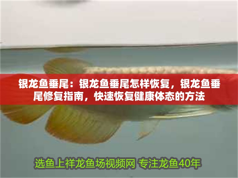銀龍魚垂尾：銀龍魚垂尾怎樣恢復，銀龍魚垂尾修復指南，快速恢復健康體態(tài)的方法 銀龍魚垂尾：銀龍魚垂尾怎樣恢復，銀龍魚垂尾修復指南，快速恢復健康體態(tài)的方法 水族問答