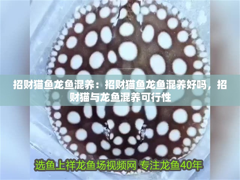 招財貓魚龍魚混養：招財貓魚龍魚混養好嗎，招財貓與龍魚混養可行性 招財貓魚龍魚混養：招財貓魚龍魚混養好嗎，招財貓與龍魚混養可行性 水族問答