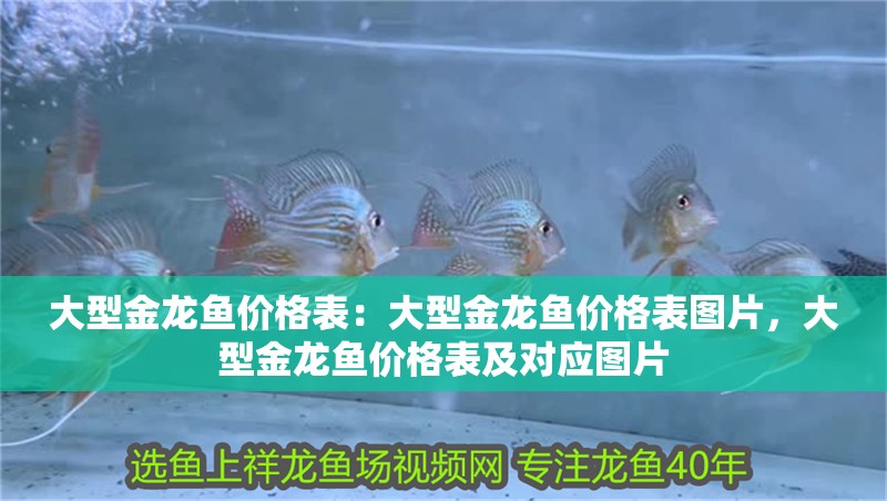 大型金龍魚價格表：大型金龍魚價格表圖片，大型金龍魚價格表及對應圖片