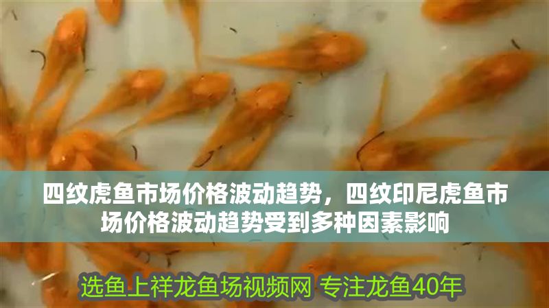 四紋虎魚市場價格波動趨勢，四紋印尼虎魚市場價格波動趨勢受到多種因素影響