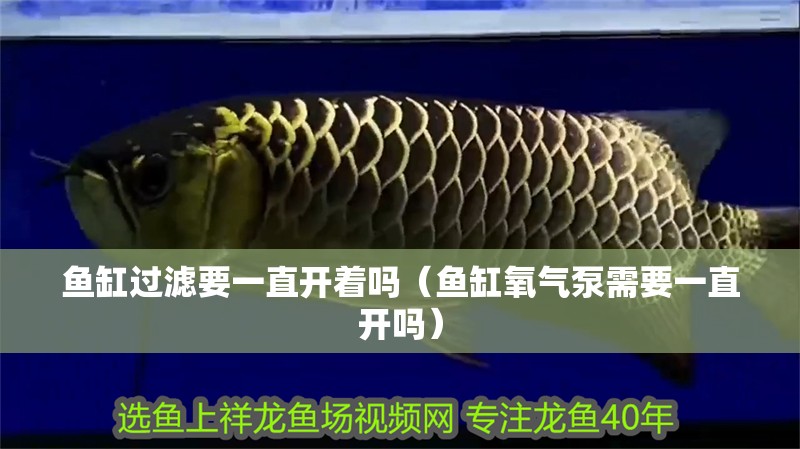 魚缸過濾要一直開著嗎（魚缸氧氣泵需要一直開嗎）