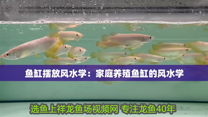 魚缸擺放風水學：家庭養殖魚缸的風水學