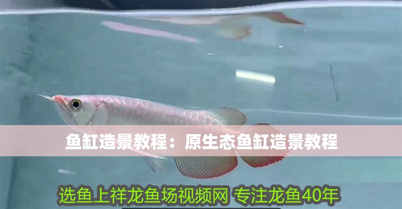 魚缸造景教程：原生態(tài)魚缸造景教程 魚缸造景教程：原生態(tài)魚缸造景教程 魚缸百科