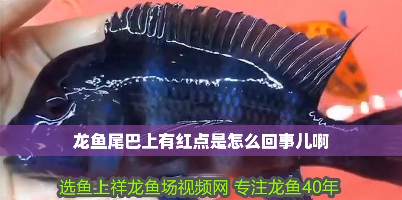 龍魚尾巴上有紅點是怎么回事兒啊