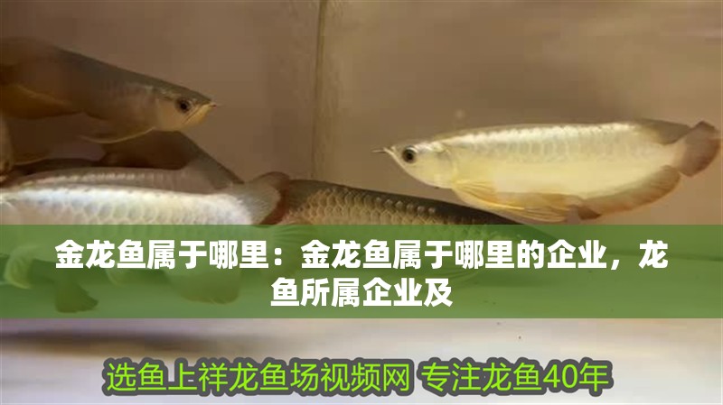 金龍魚屬于哪里：金龍魚屬于哪里的企業(yè)，龍魚所屬企業(yè)及