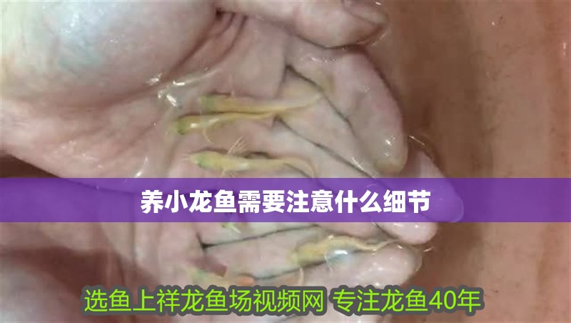 養小龍魚需要注意什么細節