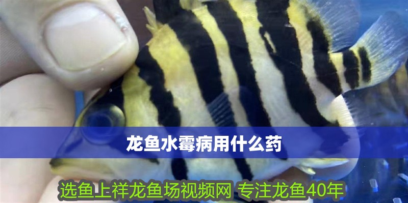 龍魚水霉病用什么藥
